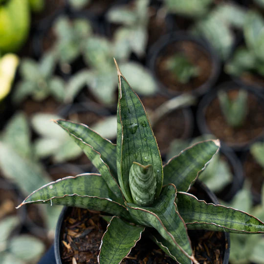 Sansevieria argapuro