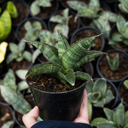 Sansevieria argapuro