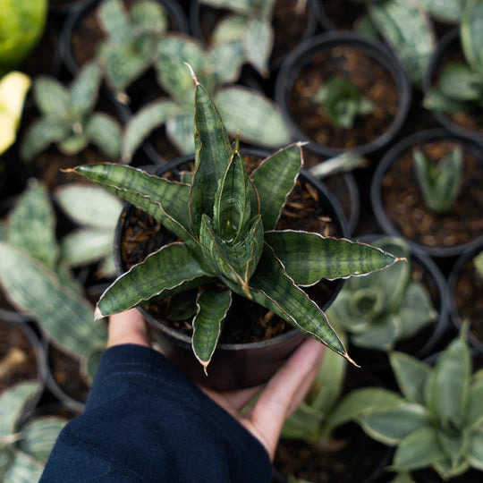 Sansevieria argapuro