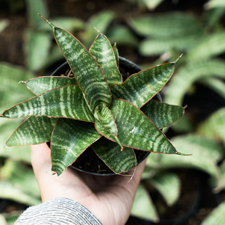 Sansevieria ariella