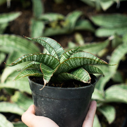 Sansevieria ariella