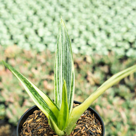 Sansevieria beauti sensation variegated