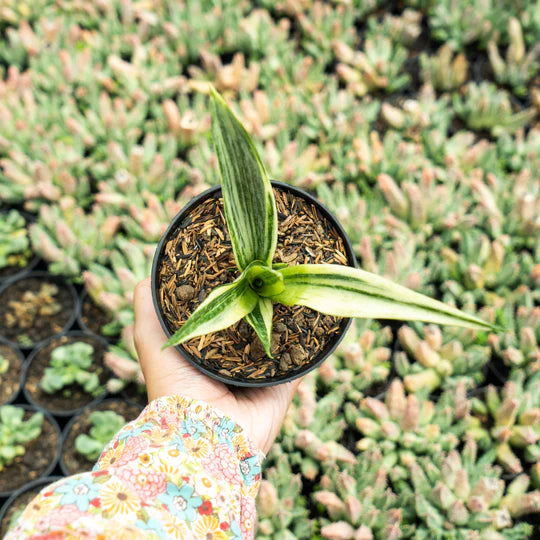 Sansevieria beauti sensation variegated