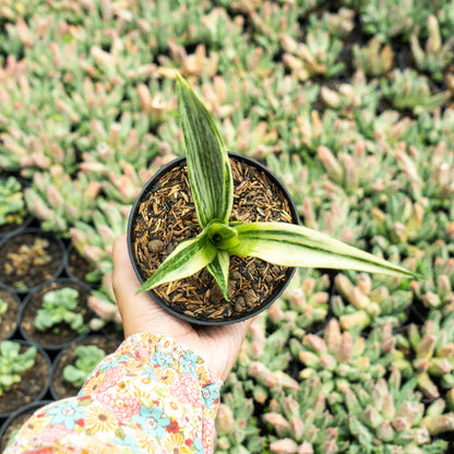 Sansevieria beauti sensation variegated