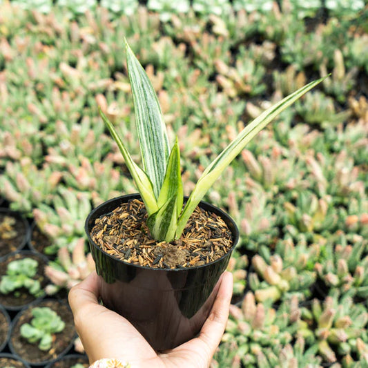 Sansevieria beauti sensation variegated