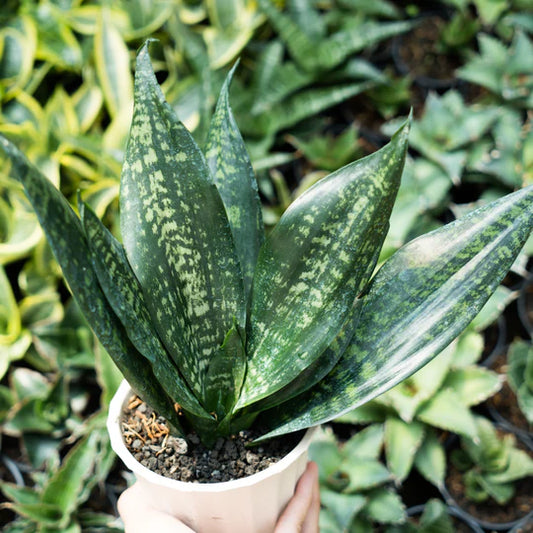 Sansevieria black brazilian