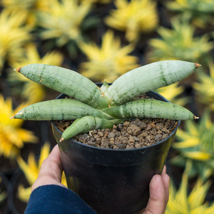 Sansevieria boncel platinum