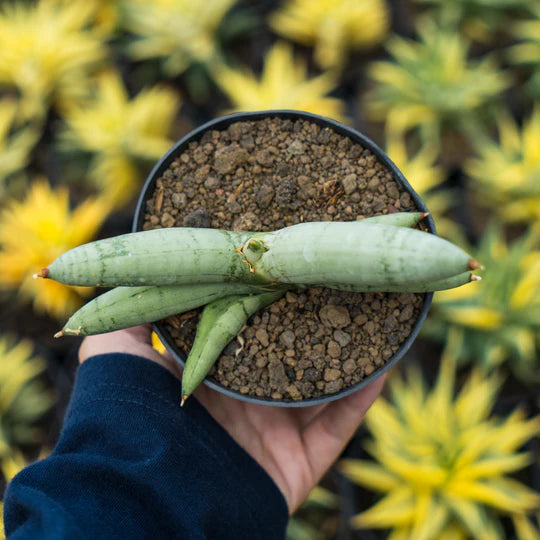 Sansevieria boncel platinum