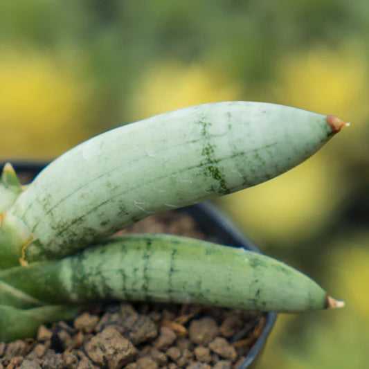 Sansevieria boncel platinum