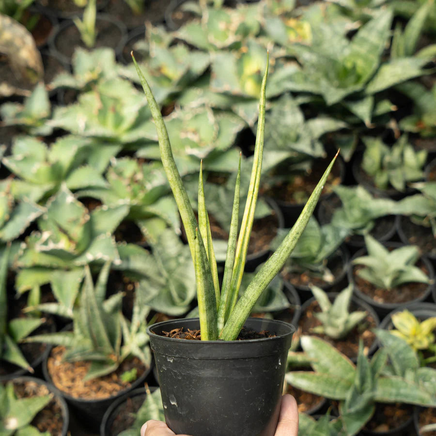 Sansevieria bonloe torch variegated