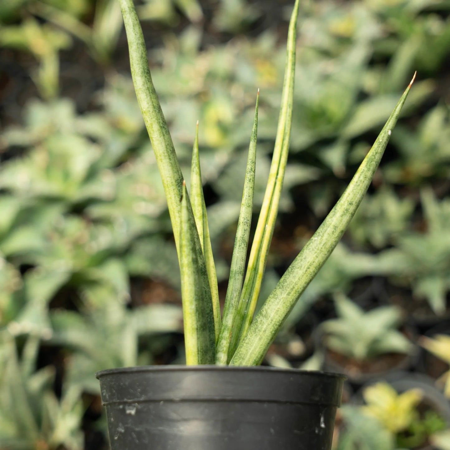 Sansevieria bonloe torch variegated