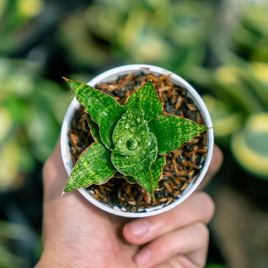 Sansevieria cetline