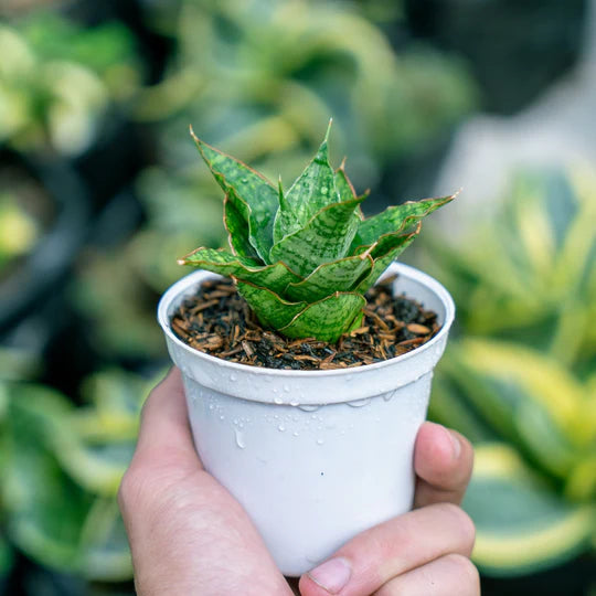 Sansevieria cetline