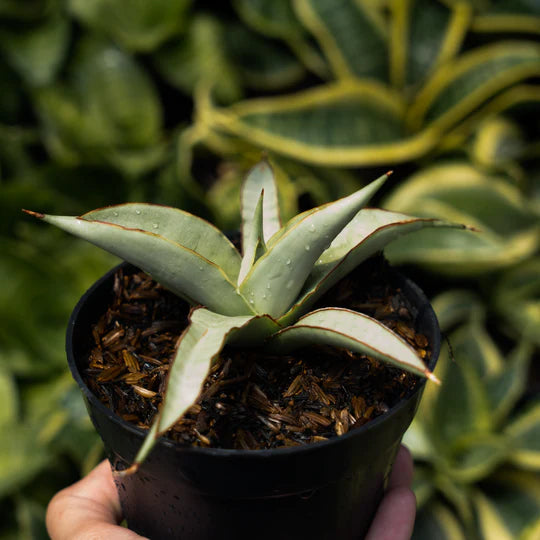 Sansevieria chanin thorut