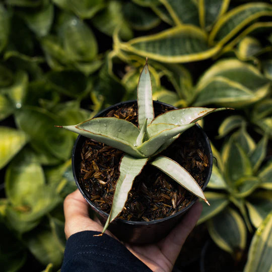 Sansevieria chanin thorut