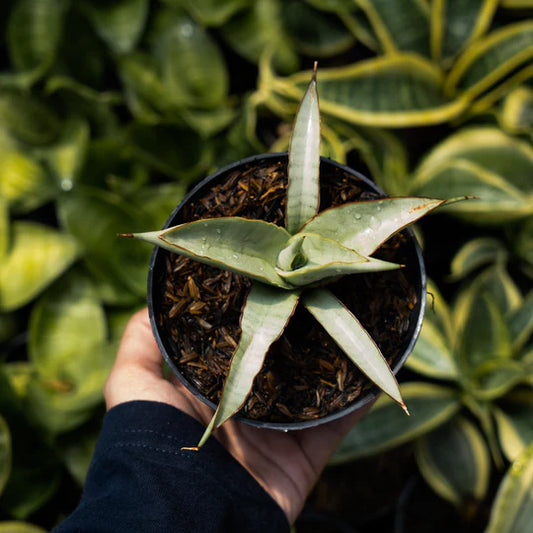 Sansevieria chanin thorut