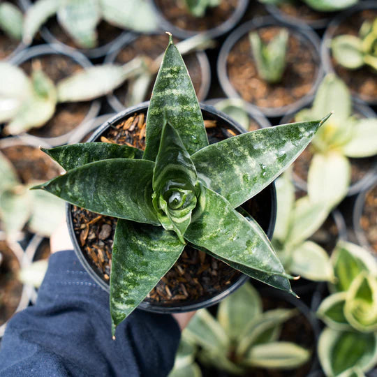 Sansevieria conan