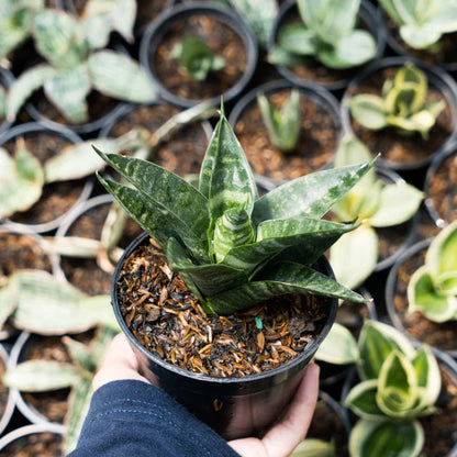 Sansevieria conan