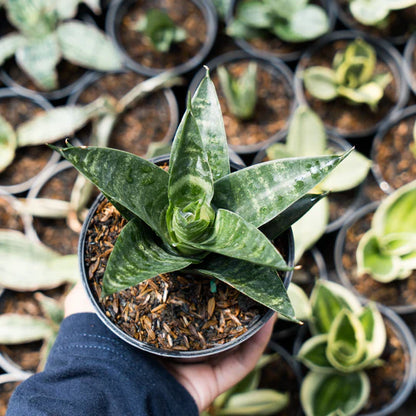 Sansevieria conan