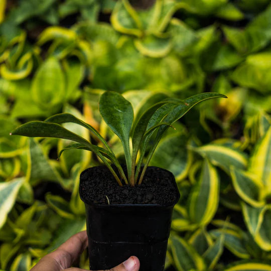 Sansevieria consina