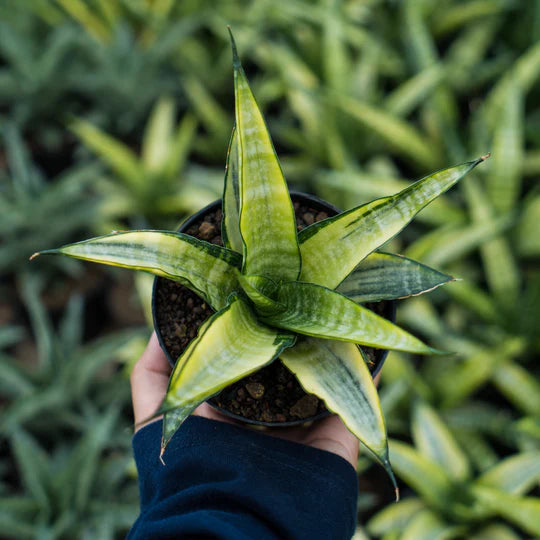 Sansevieria cordova green variegated