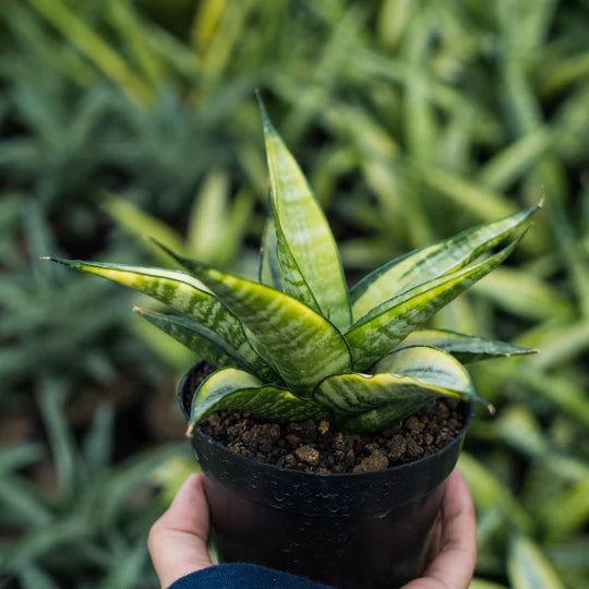 Sansevieria cordova green variegated