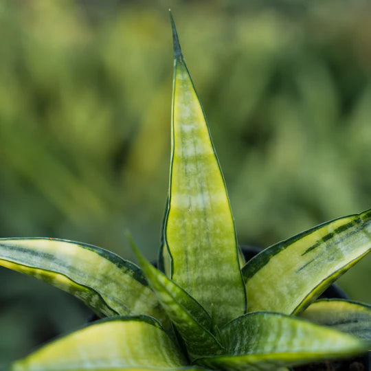 Sansevieria cordova green variegated