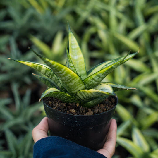 Sansevieria cordova green variegated