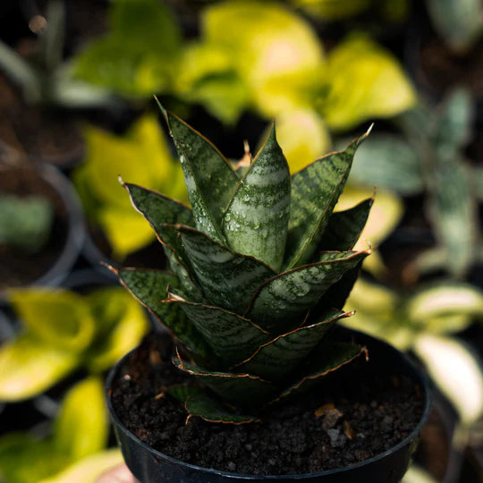 Sansevieria cordova x monshine