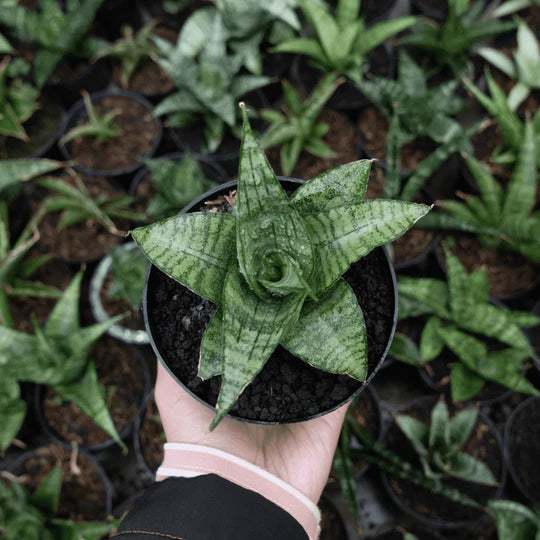 Sansevieria cordova x paten