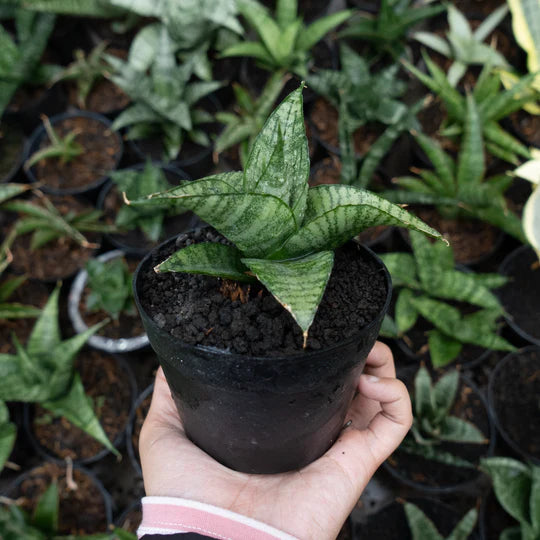 Sansevieria cordova x paten