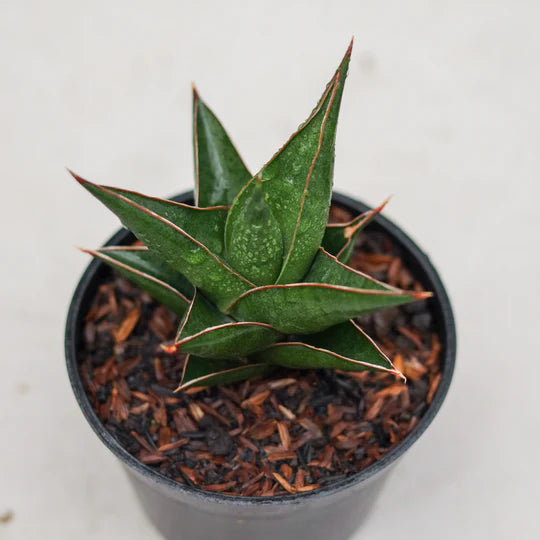 Sansevieria den jaka