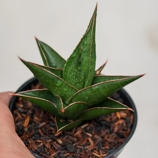 Sansevieria den jaka