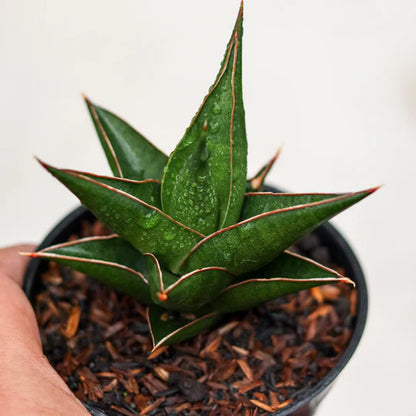 Sansevieria den jaka