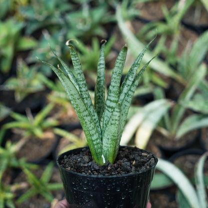 Sansevieria gepeng