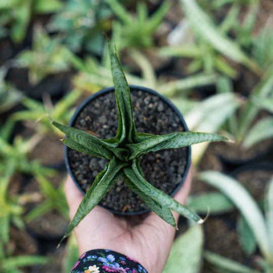 Sansevieria gepeng