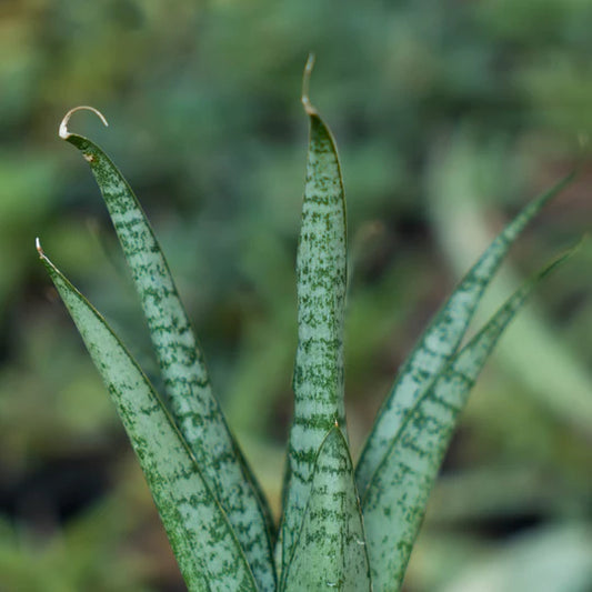 Sansevieria gepeng