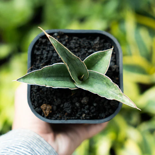 Sansevieria hanami