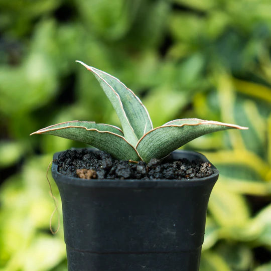 Sansevieria hanami