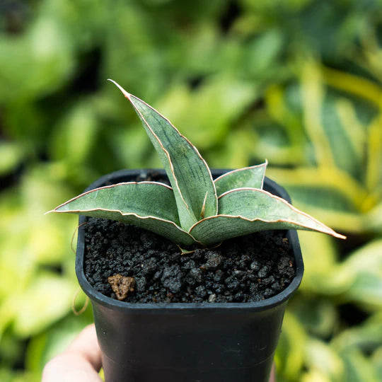 Sansevieria hanami