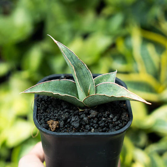 Sansevieria hanami