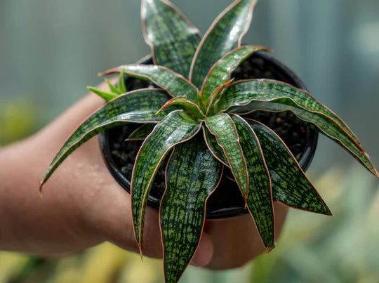 Sansevieria hybrid unyil