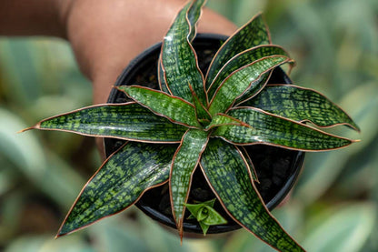 Sansevieria hybrid unyil