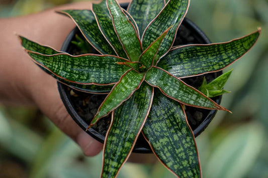 Sansevieria hybrid unyil