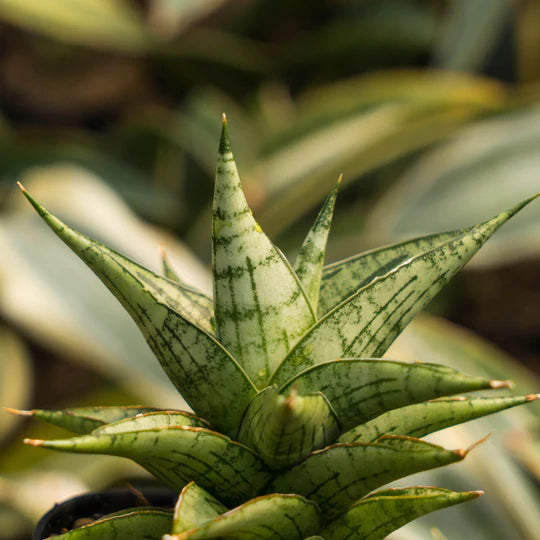 Sansevieria irisbella