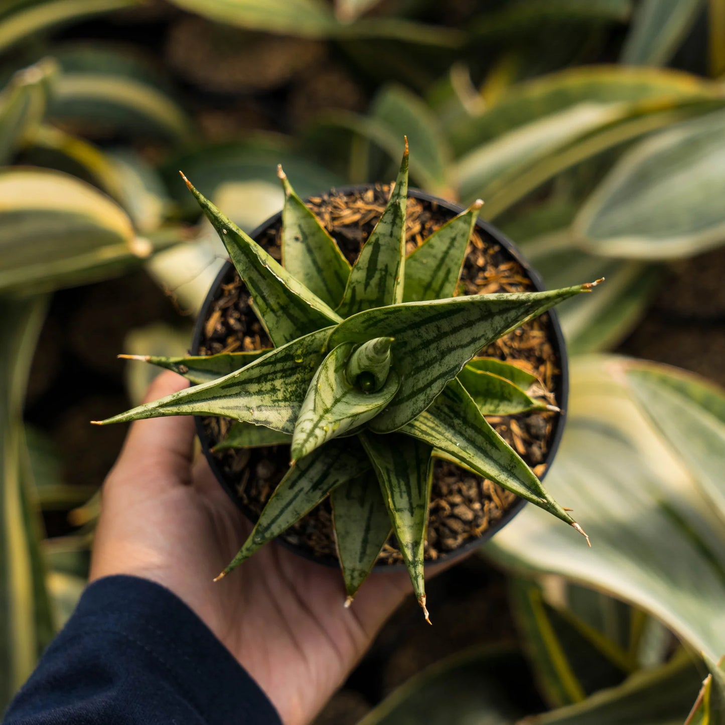 Sansevieria irisbella