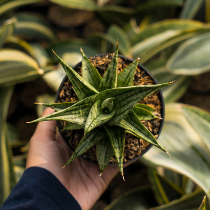 Sansevieria irisbella