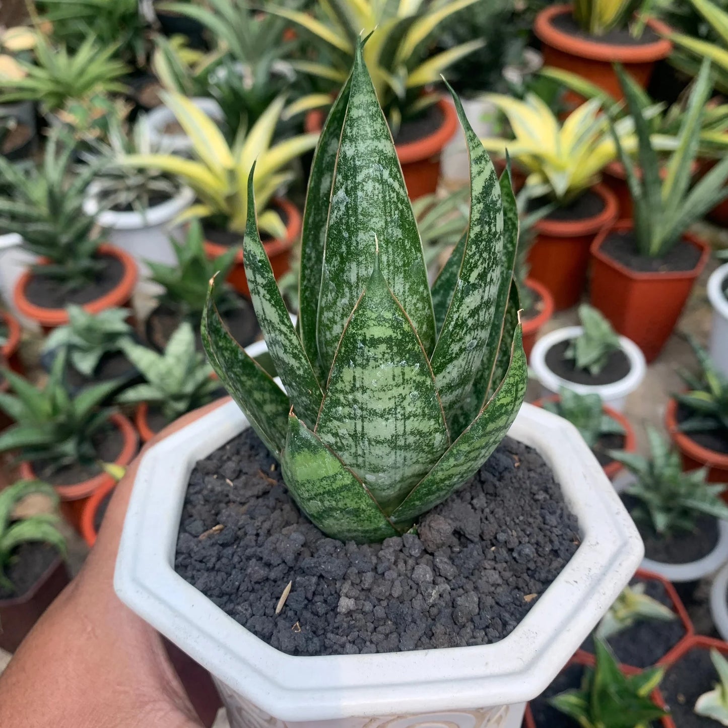 Sansevieria jotun