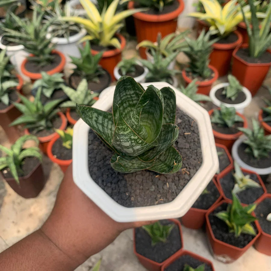 Sansevieria jotun