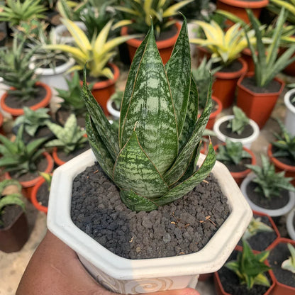 Sansevieria jotun